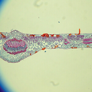 dicot leaf close-up