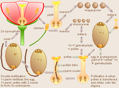 Angiosperm Life Cycle Diagram