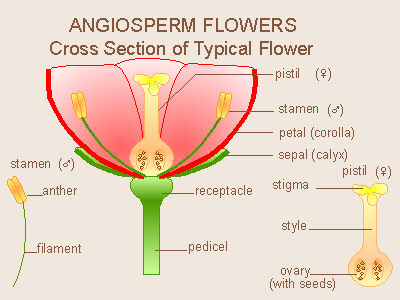 flower parts diagram