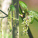 Imperfect Flowers (male and female)