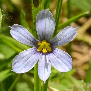 monocot flowers