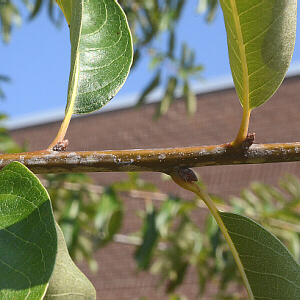 alternate, simple leaves