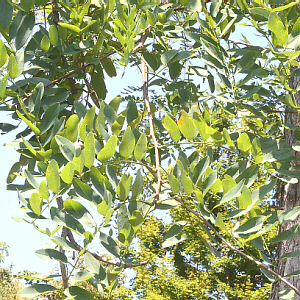 alternate, compound leaves