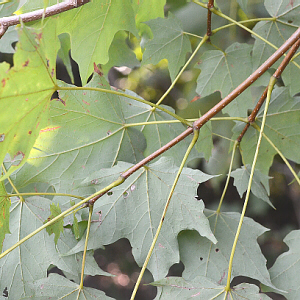 opposite, simple leaves