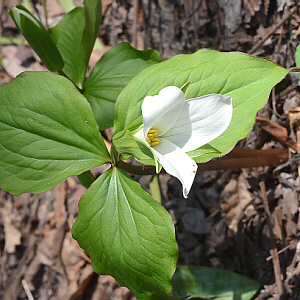 monocot flowers