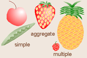 Fruit Types
