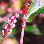 Incomplete Flower (petals missing)