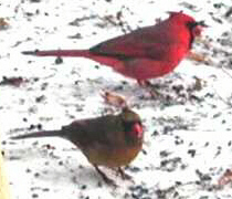 Male and Female Cardinal