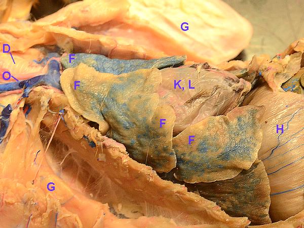 cat parts