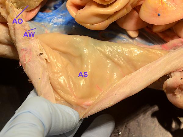 cat parts