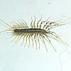 centipede