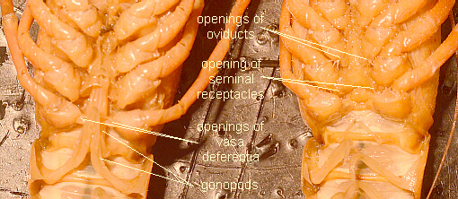 Labeled Genitalia