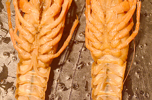 Male and Female