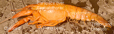 Labeled Side View