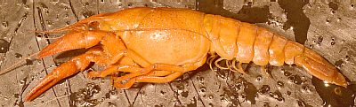 Side View