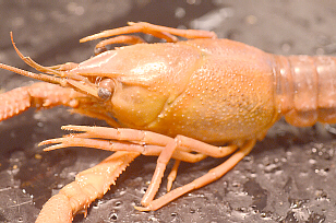 Cephalothorax with Carapace