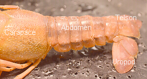 Labeled Abdomen