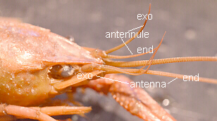 Labeled Biramous Antennules