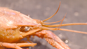 Biramous Antennules