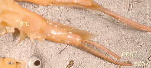 Labeled Antennules