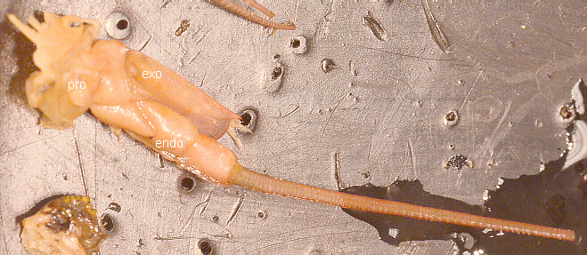Labeled Antenna