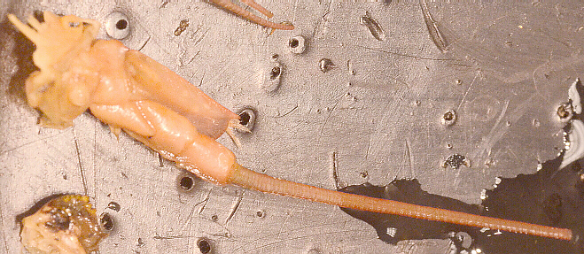 Antenna