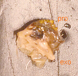 Labeled Mandible
