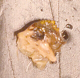 Mandible