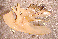 Labeled Second Maxilla