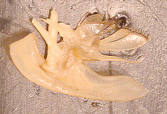 Second Maxilla