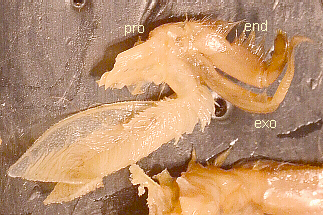 Labeled Second Maxilliped