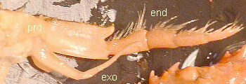 Labeled Third Maxilliped