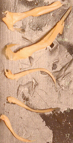 Labeled Swimmerets