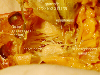  and Esophagus