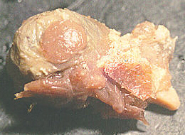 Unopened Gizzard