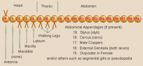 Insect Appendages