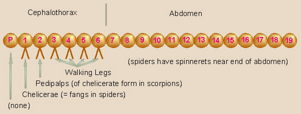Arachnid Appendages