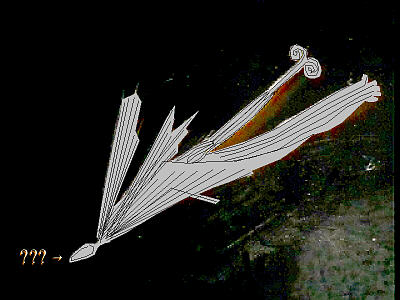 Picture of Dandelion