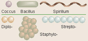 bacterial shapes