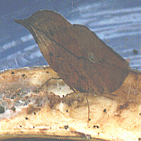 dead leaf butterfly