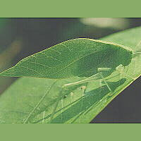 katydid