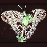 Owl Butterfly