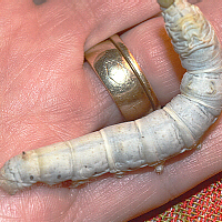silkworm heart