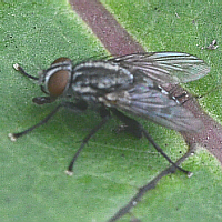 fly pulvilli