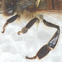 honey bee