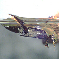 predaceous diving beetle