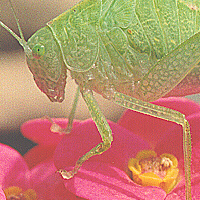 katydid nymph
