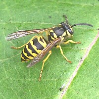 Yellow jacket model