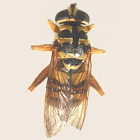 fly mimic