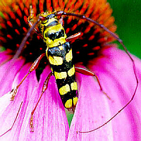 Locust Borer mimic